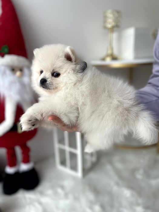 Померанські шпіци — 3 пухнастих друзів шукають новий дім