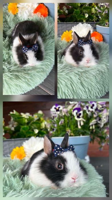 Karzełki Teddy Mini