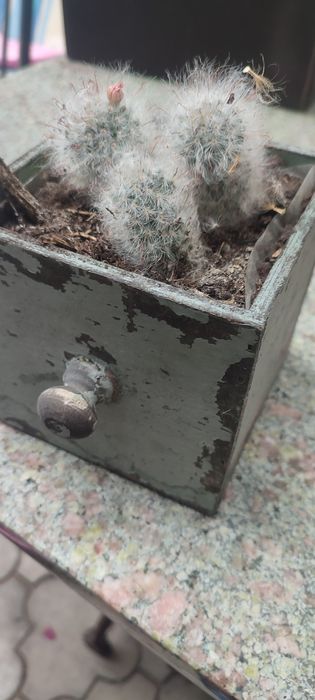 Kaktus Mammillaria bocasana