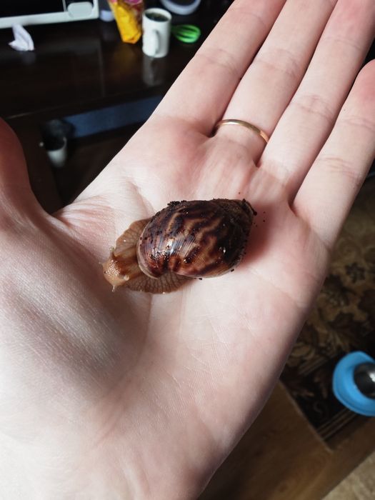 Домашні Равлики Ахатини