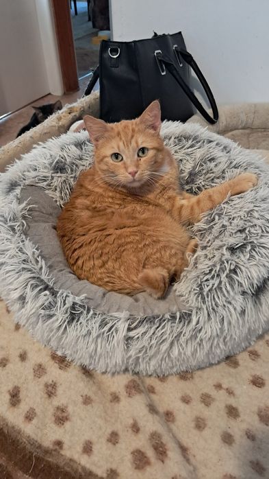 Maciuś 2-3lata szuka kochającego i bezpiecznego domku