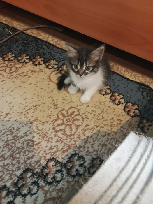 Безкоштовно!!! Муркотяще щастя в добрі руки