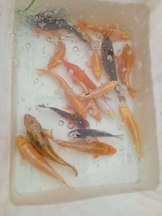 Karp koi 15-20cm I większe.  Karaś kolor , złota orfa.