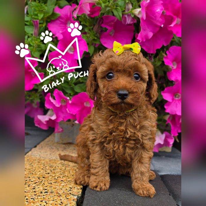 Pudel toy miniaturowy teacup red brown chiny badania paszport wyprawka