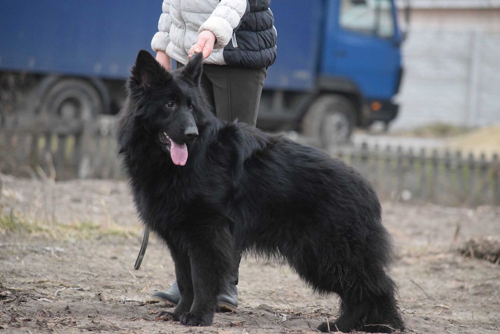 Чорний довгошерстний кобель  Німецької вічарки