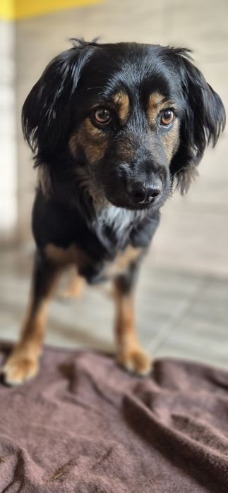 Piesek okolo 2 lata