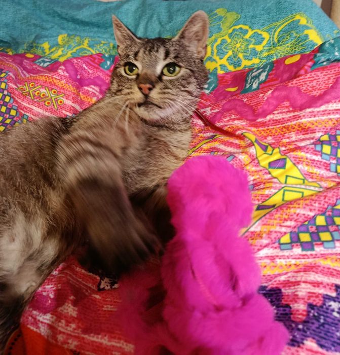 Coco-9 lat i Inka -3 m-ce do adopcji