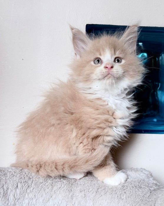 Maine Coon - Piękny kocurek !