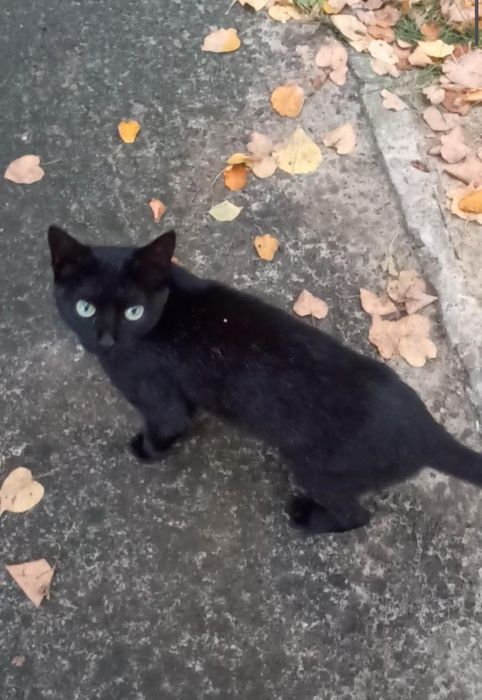 Отдам чёрного котенка, девочка, 6 месяцев