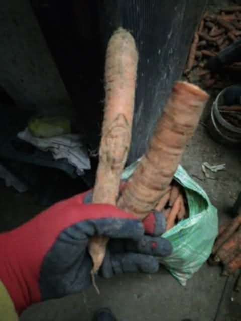 Marchew paszowa 25 kilo prosto z gospodarstwa od rolnika wysyłka paczk