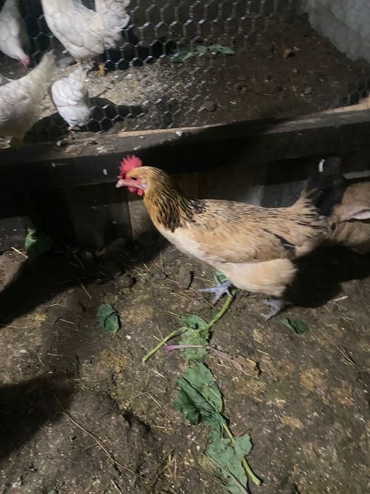 Andaluza surenha morucha