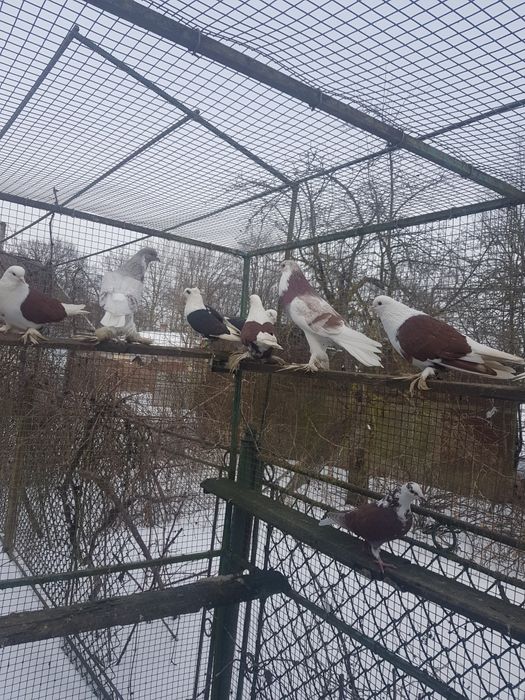 Птиця різна і клітки.