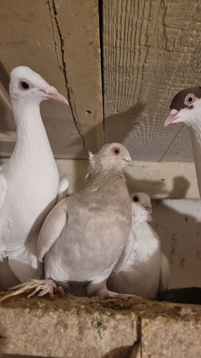 Bociany gołębie ozdobne