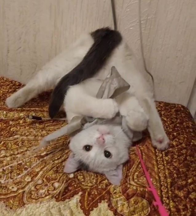 Отдам белого кота, кастрирован,  1,5 года