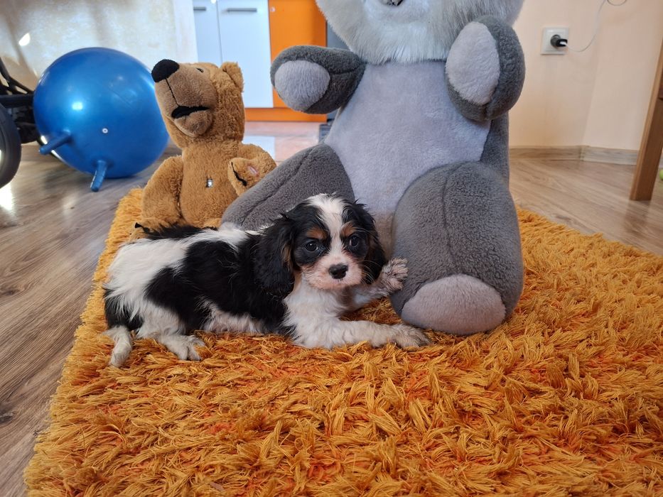Cavalier King Charles Spaniel suczka