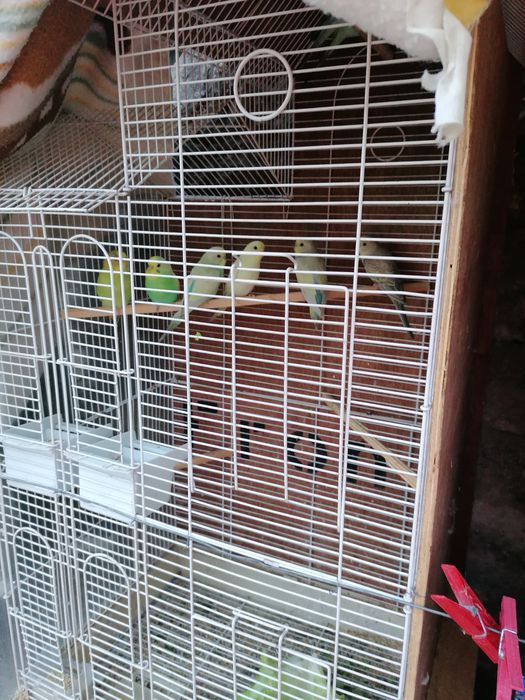 Piriquitos de várias cores