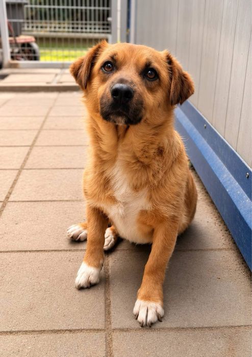 2 letni, 13 kg, wesoły Kubik adopcja