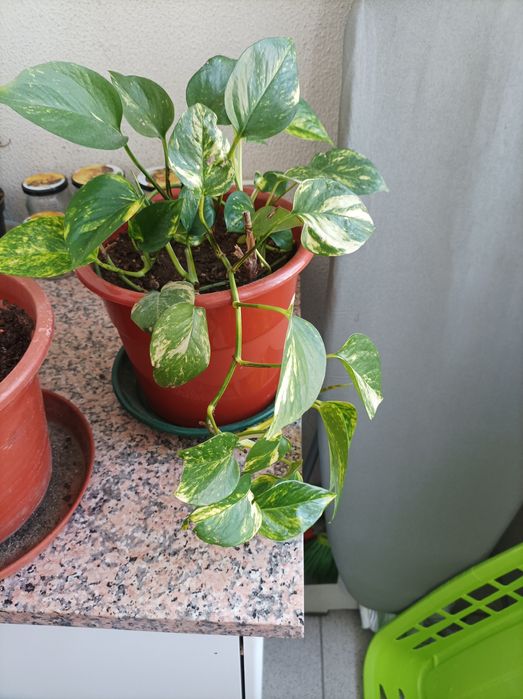 Vendo planta jiboia