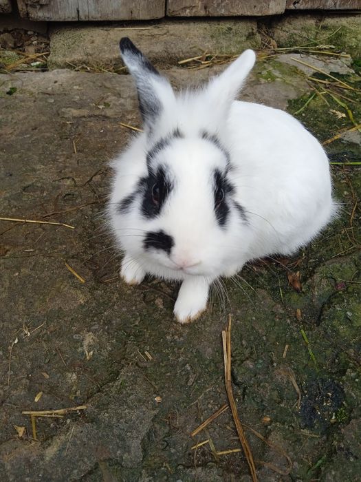 Królik miniaturka samczyk