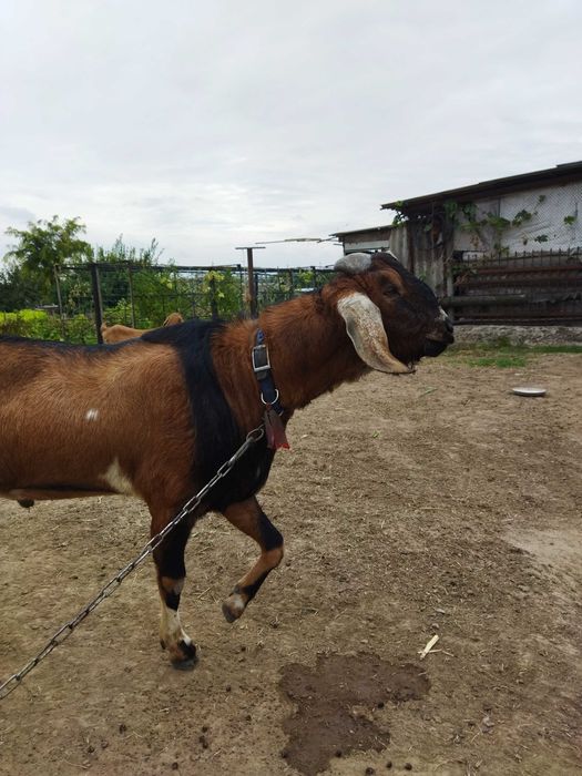 Продам Цап коза козенята англо нубійський цап Херсон