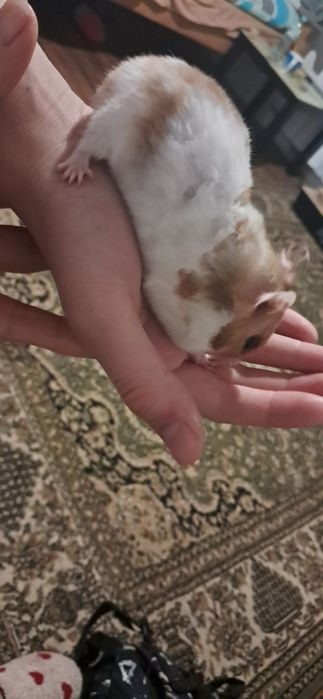 Oddam półrocznego chomika syryjskiego