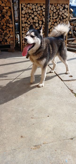 В'язка Сибірський Хаскі.