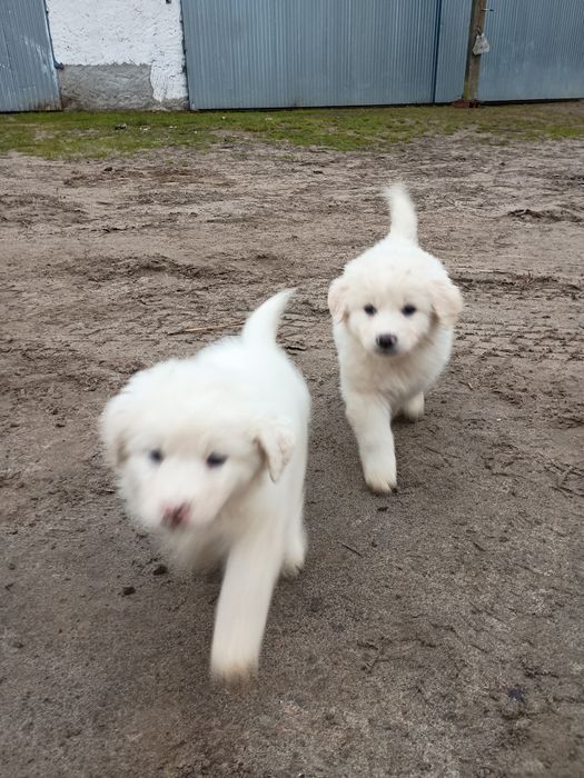 Szczeniaki owczarka podchalańskiego