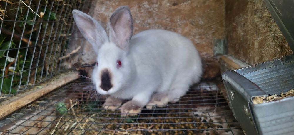 Кролики каліфорнійці