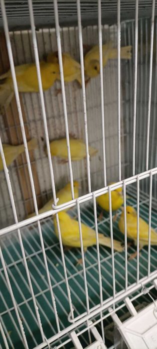 Canários de cor, vermelhos, amarelos, mosaicos e arlequins