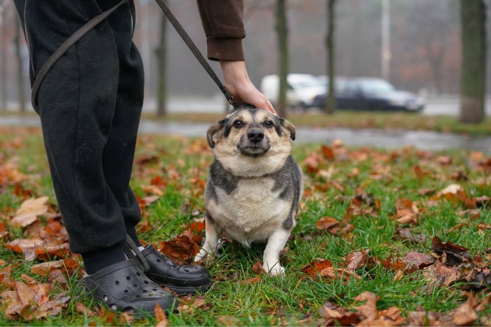 Малиш - невеличкий песик в добрі руки!