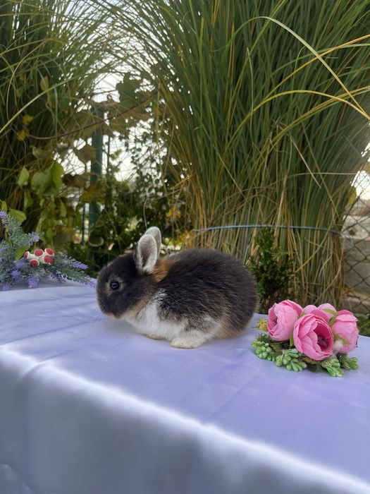 Нідерландс.карлик.Голландська дівчинка