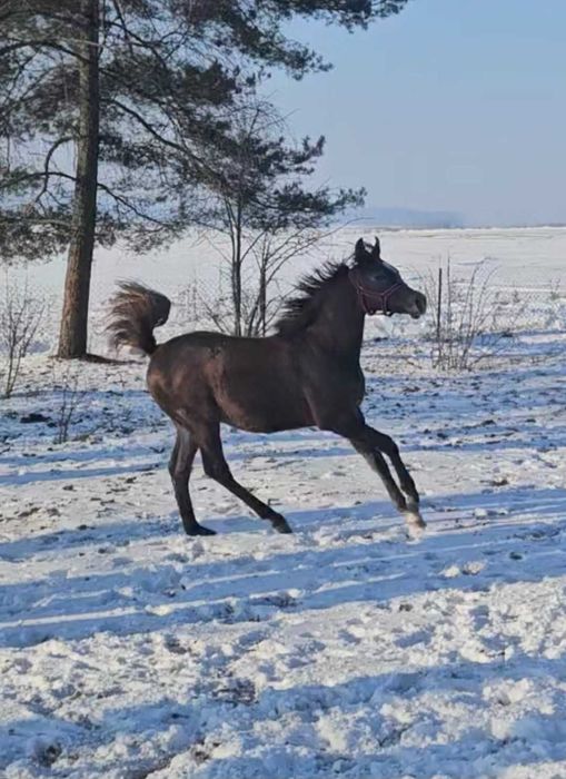 Ogierek czystej krwi arabskiej