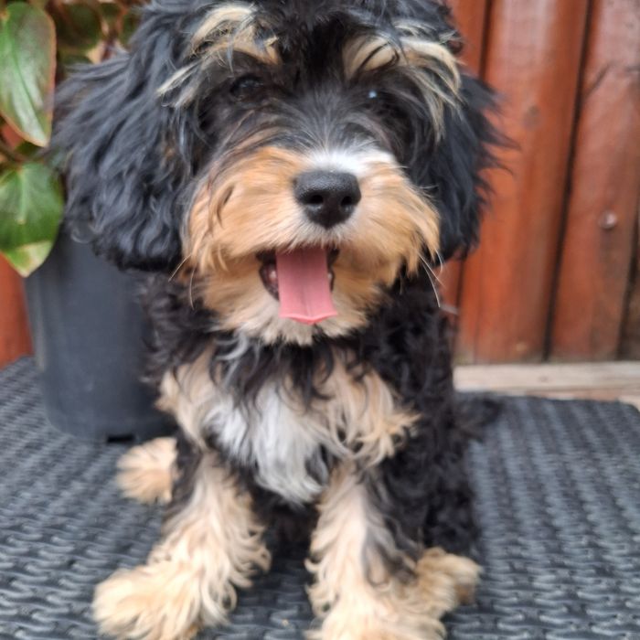 Cavapoo  -Pudel Toy  Sunia wyjątkowa pięknośc !i