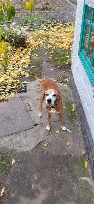 Пес шукає родину!