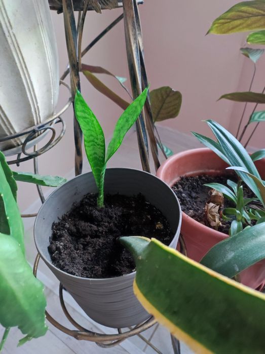 Сансевєрія . 2 види, калатея, кислиця, ледебурія, зефірантес, гібіскус