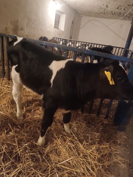 Byczek cielak żarłak