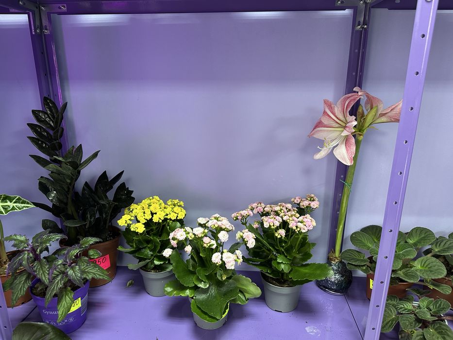 Шефлера, драцена, стриліція, спатифілум, антуріум, кактуси, сукуленти