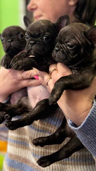 Щенки французики)