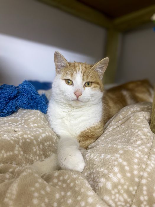 Rozbrykany, miły i otwarty kocurek Kapral