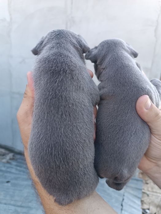 Француженки і французи високої якості цуценята