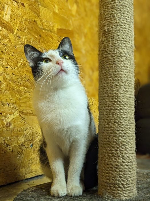 Дніпро. Киця шукає сім'ю.