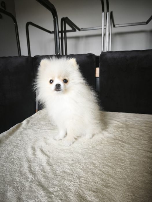 Szpic miniaturowy pomeranian