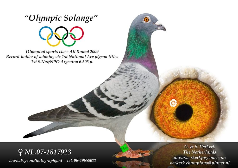 Gołębie pocztowe młode 2025 G. & S Verkerk - Gebr. Janssen