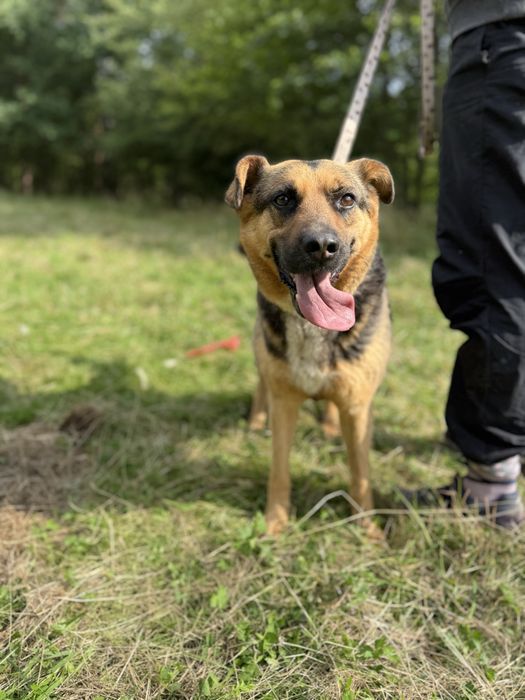 Roxi pogoda i łagodna sunia do adopcji