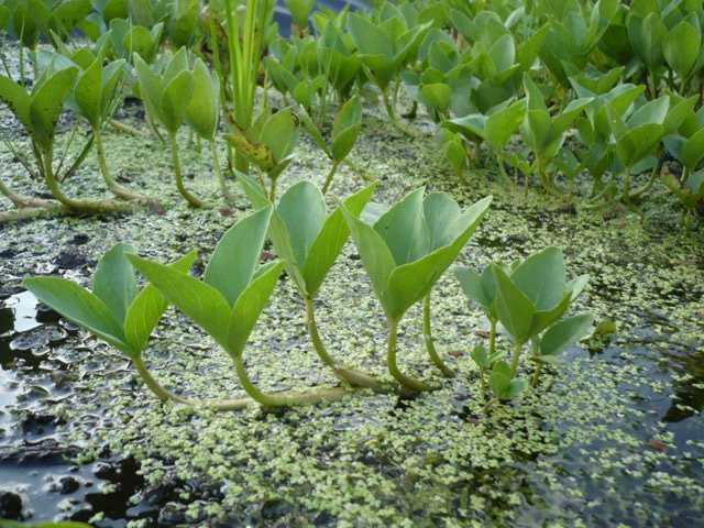 Rośliny wodne, rośliny przybrzeżne , Kamieńsk lesiakowski.pl