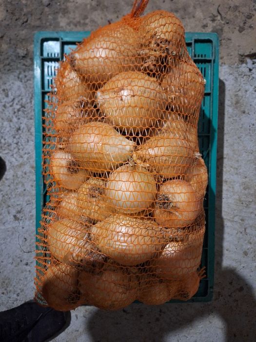 Cebula cukrowa biała