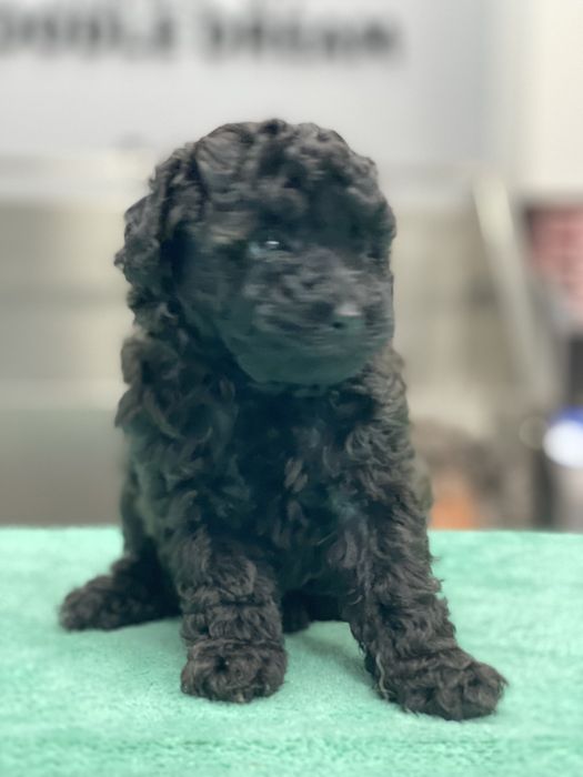 Lindo Puppy de Caniche/Poodle Mini Toy Preto procura novo dono!!!