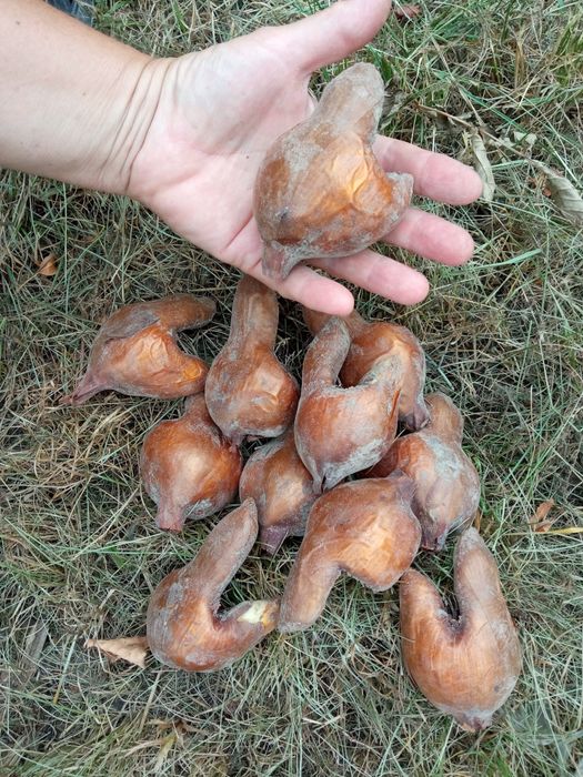 Колхикум цибулини.