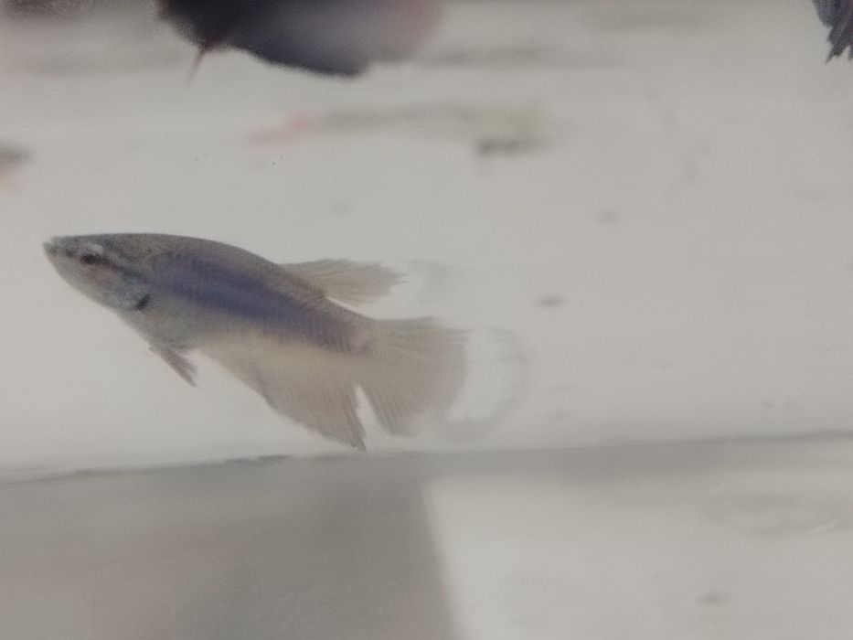 Bettas juvenis..