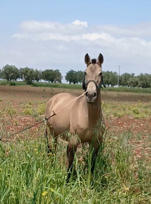 Vendo egua baia 8 anos 158 o garrote